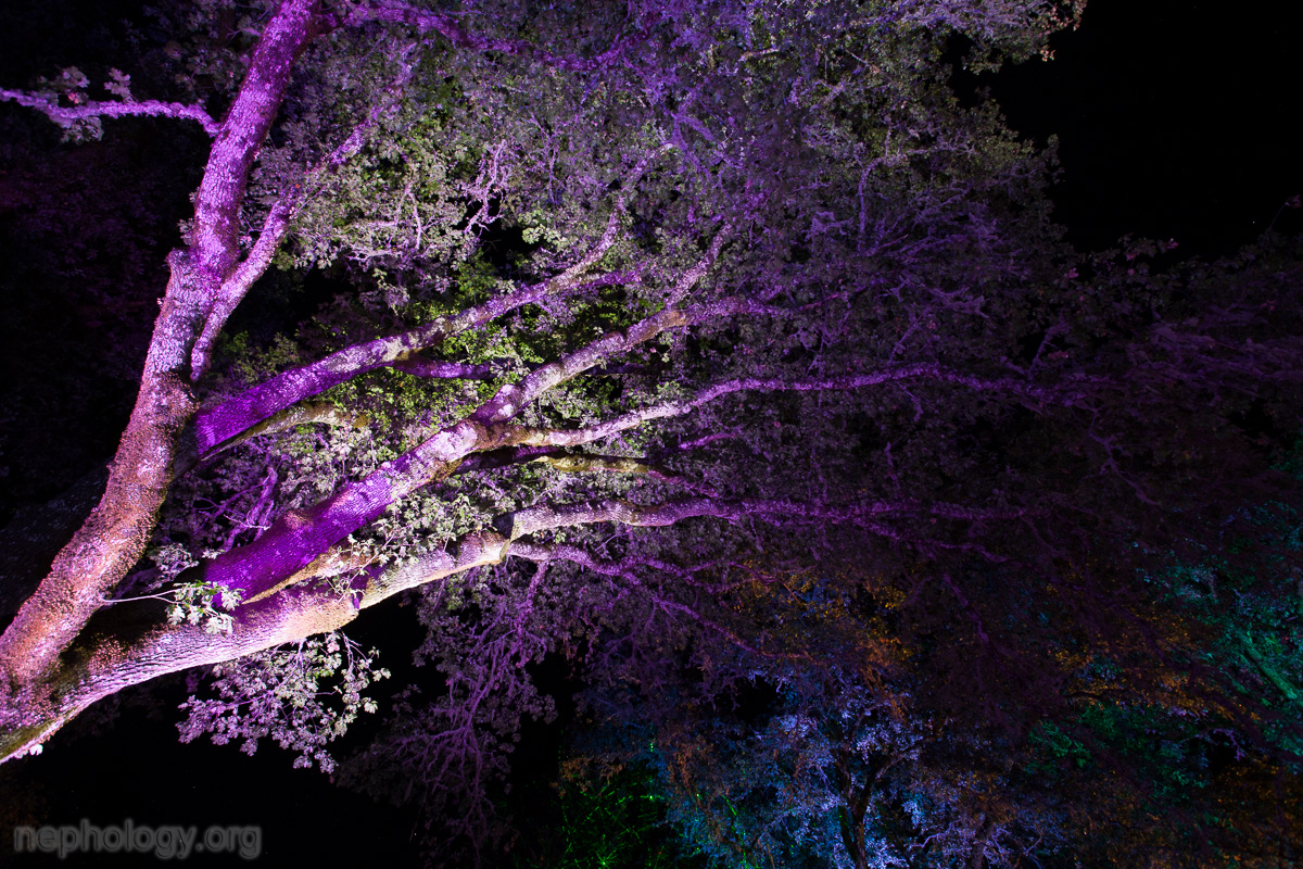 A photo of a tree illuminated at nighttime, courtesy of nephology dot org